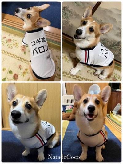 画像4: コーギー◆白い体操着
