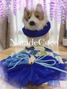 他の写真3: 矢絣ブルー◆コーギー浴衣（首用のシュシュ付き）