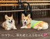 画像9: 水色ハイビスカス◆冷え冷えレースワンピース