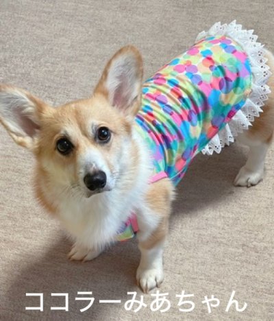 画像5: かいがら◆冷え冷えレースワンピース