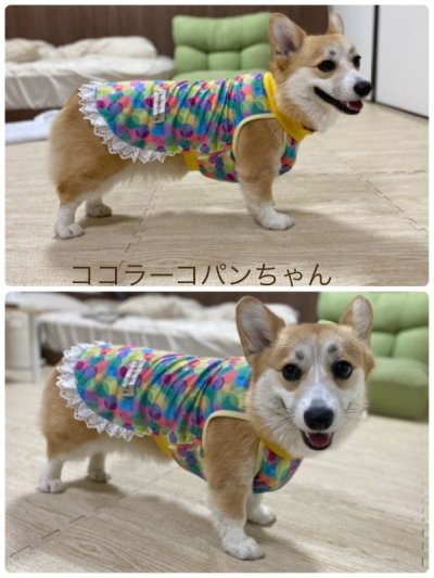 画像6: かいがら◆冷え冷えレースワンピース