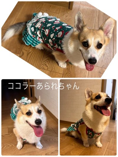 画像3: クリスマスサンタさん◆フリフリワンピース