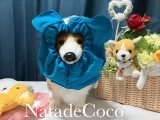 ターコイズくまさん★コーギー撥水耳付きスヌード