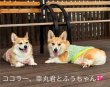 画像10: ピンクハイビスカス◆冷え冷えレースワンピース (10)