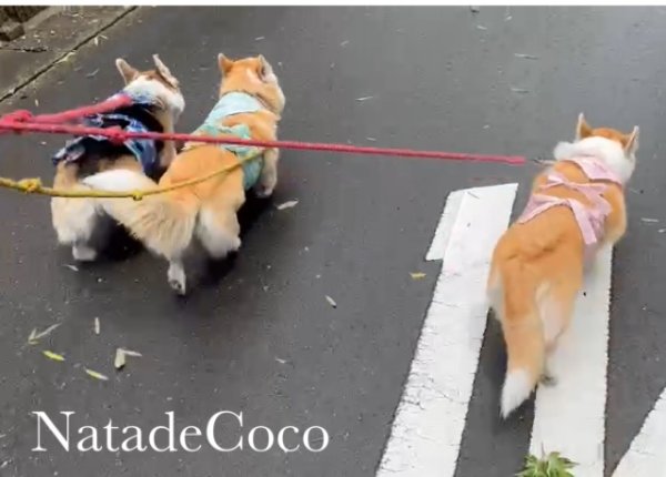 画像7: ピンク南国の花◆撥水バンダナひもエプロン  (7)