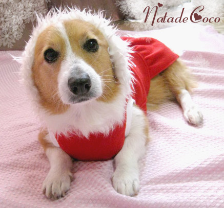 今年もやってきました ココラーさんのサンタワンピース服 Natade Coco コーギー 中型犬の手作り服屋さん